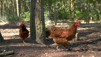 Darkened photo of two orange chickens in a wooded area