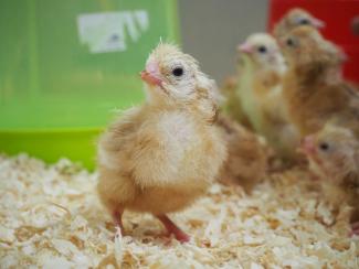 Chick on sawdust